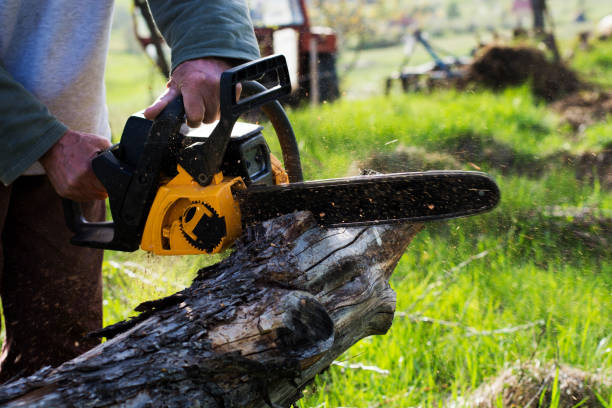 Trusted Purdy, WA Tree Services Experts