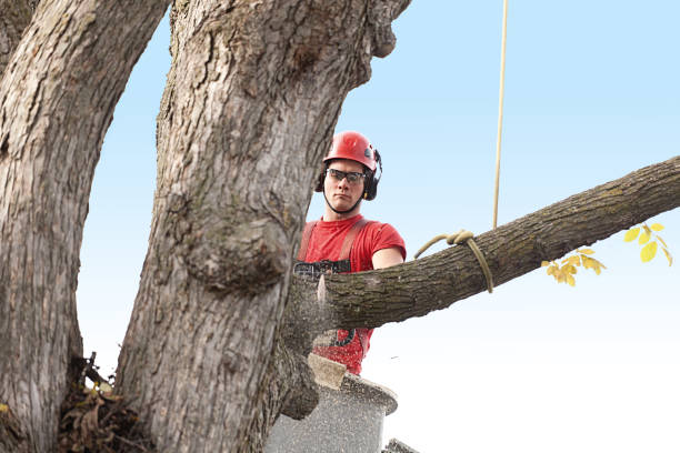 Leaf Removal in Purdy, WA